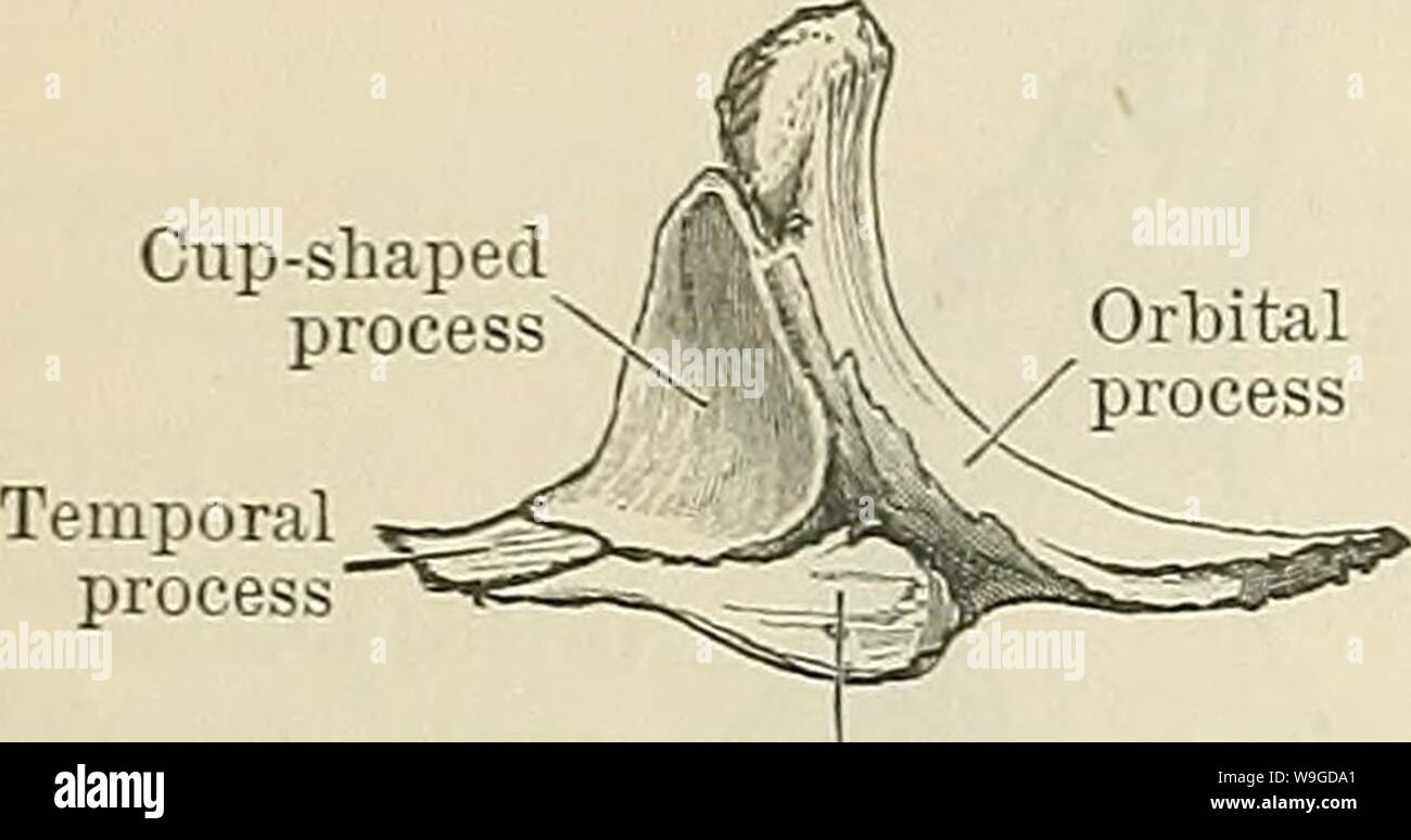Image d'archive à partir de la page 187 de Cunningham's Text-book d'anatomie (1914). Cunningham's Text-book d'anatomie cunninghamstextb00cunn Année : 1914 ( 154 OSTÉOLOGIE. foramen faciale) est visible sur la surface latérale de l'os ; sa taille et sa position sont très variables. L'aspect médial de l'os se distingue par une crête élevée, appelé le processus d'orbital, qui s'étend vers le dedans et vers l'arrière, et est anastomosé latéralement avec la marge orbitale. Ce processus a deux surfaces-un antérieur, qui fait partie de la paroi latérale et inférieure de l'orbite, et une partie postérieure, qui s'adresse remorquer Banque D'Images