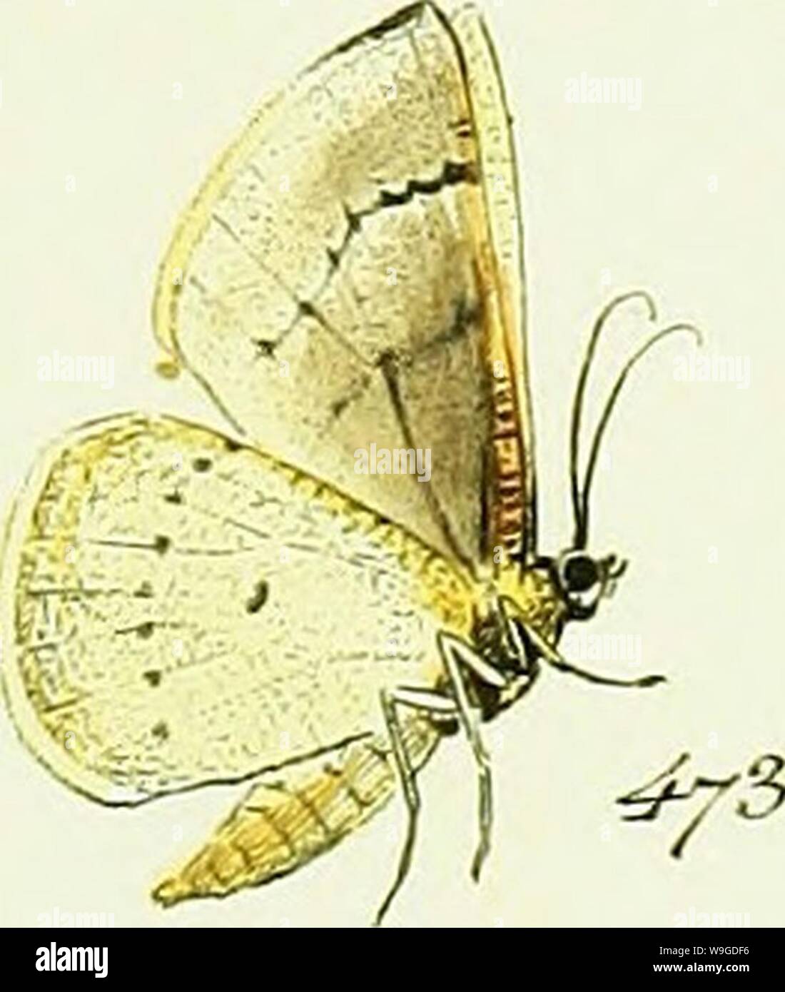 Image d'archive à partir de la page 188 de Hübner's geometra [ressource électronique] (1798). L'HuÌbner geometra [ressource électronique] Cubiodiversity7643250 Année : 1798 ( â 4/2. r 4y4. Banque D'Images