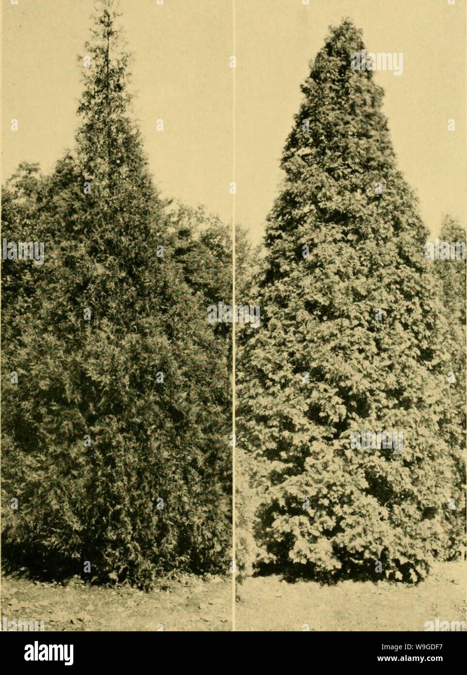 Image d'archive à partir de la page 188 de la conifères cultivés ; un manuel. Les conifères cultivés ; un manuel de la plus importante de conifères et arbres à feuilles caduques plantés pour l'ornement dans les États-Unis et le Canada cultivatedevergr00bail Année : 1923 ( Plate XX. American arbor-vita&gt ; {Thuja occidentalis). Gauche, var. Buchananii. Droit, var. Colombie-britannique Banque D'Images