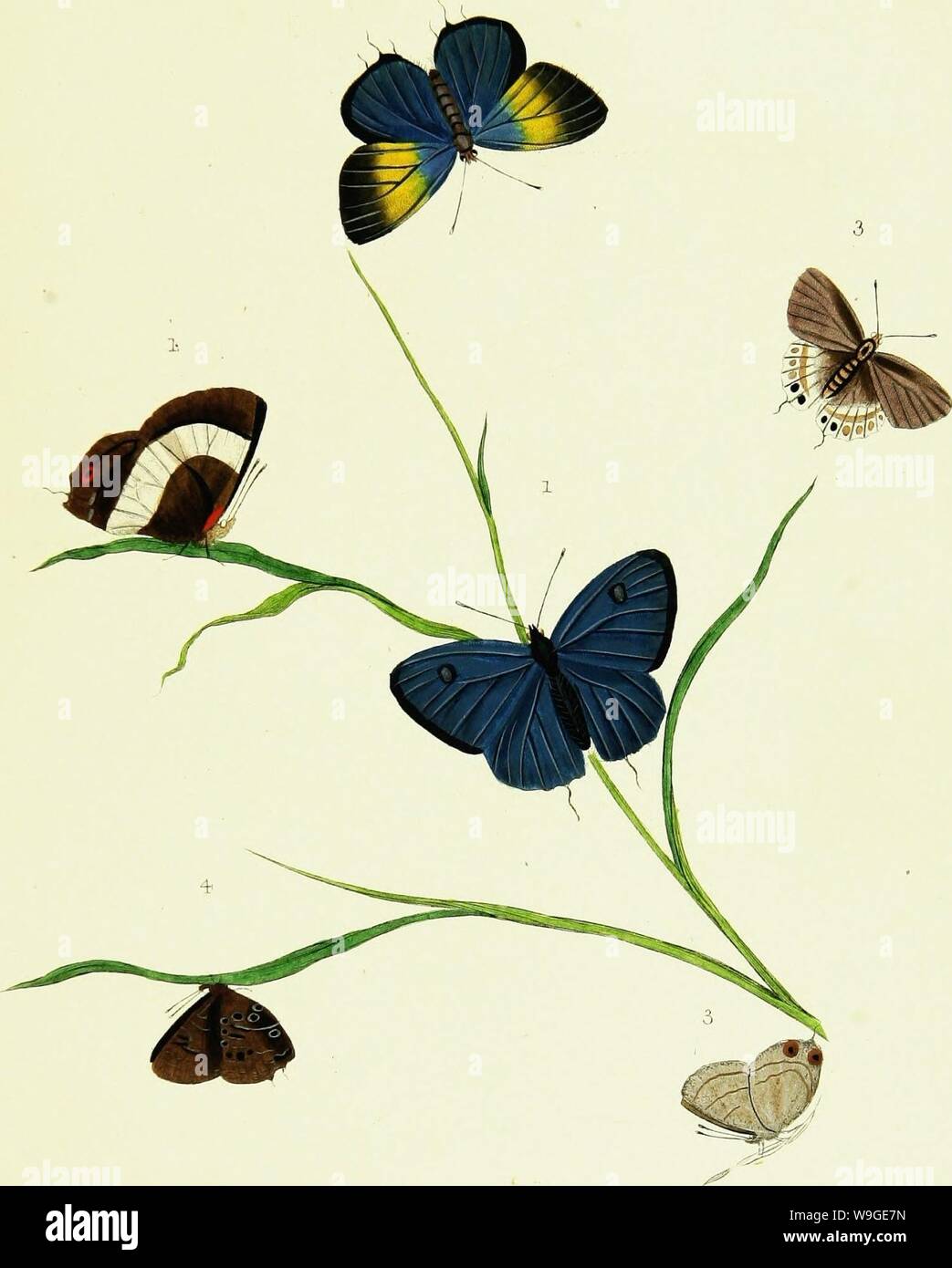 Image d'archive à partir de la page 196 de l'histoire naturelle des insectes. L'histoire naturelle des insectes de l'Inde, contenant plus de deux cent vingt figures et descriptions CUbiodiversity1121838 Année : 1842 ( PI Tuer //V7'/,/ - '/( -)/7/.£f/tf - V'/ ?.ys//s' Banque D'Images