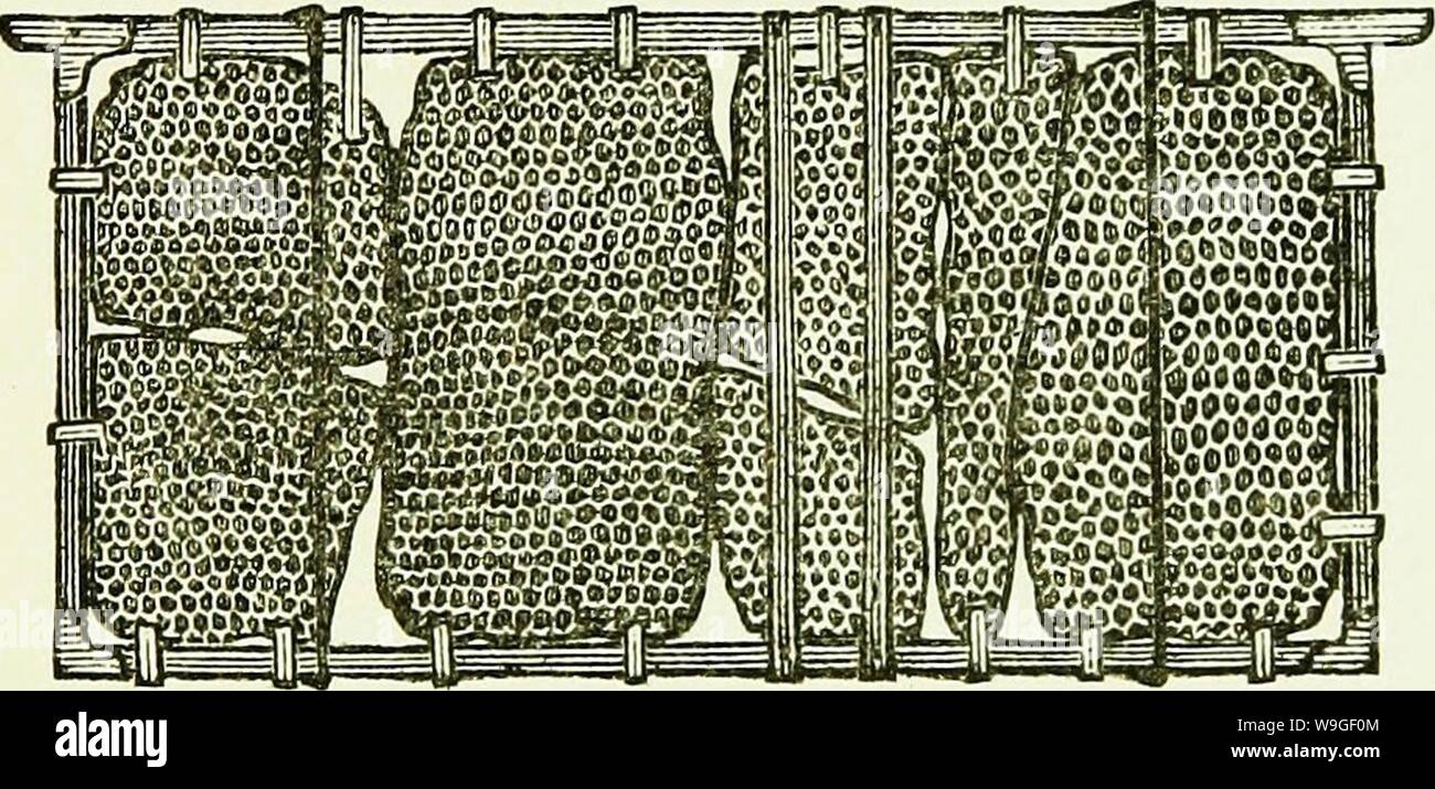 Image d'archive à partir de la page 204 du manuel d'abeilles Australasian illustré. L'Australasian illustré manuel d'abeilles et l'apiculture moderne guide complet de la culture dans l'hémisphère sud. Avec c'est constituée la "Nouvelle-Zélande" manuel d'abeilles considérablement augmentée, révisé et réécrit la plupart du CUbiodiversity1228471 Année : 1886 ( BEE MANUEL. 186 La force des coups, mais pas aussi violemment qu'à mettre en danger la décomposition des rayons à l'intérieur. Quand les tambours s'est poursuivie sans relâche pendant une période allant de dix à vingt minutes, les abeilles soient presque tous regroupés dans la zone supérieure. Quand Banque D'Images