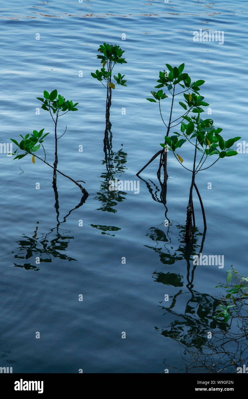 Les plantules de palétuviers casting reflets dans l'eau à la lumière du jour ciel bleu Banque D'Images