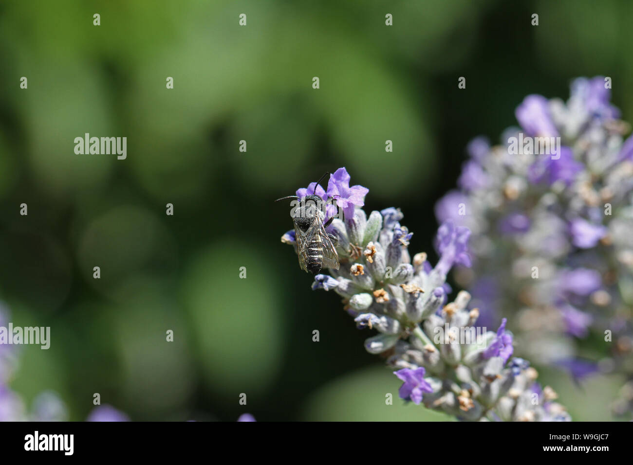 Le noir et blanc à rayures abeilles coupeuses de feuilles semblables à une abeille maçonne un type d'abeille solitaire Megachile chelostoma rapunculi probablement une famille des megachilidae Banque D'Images
