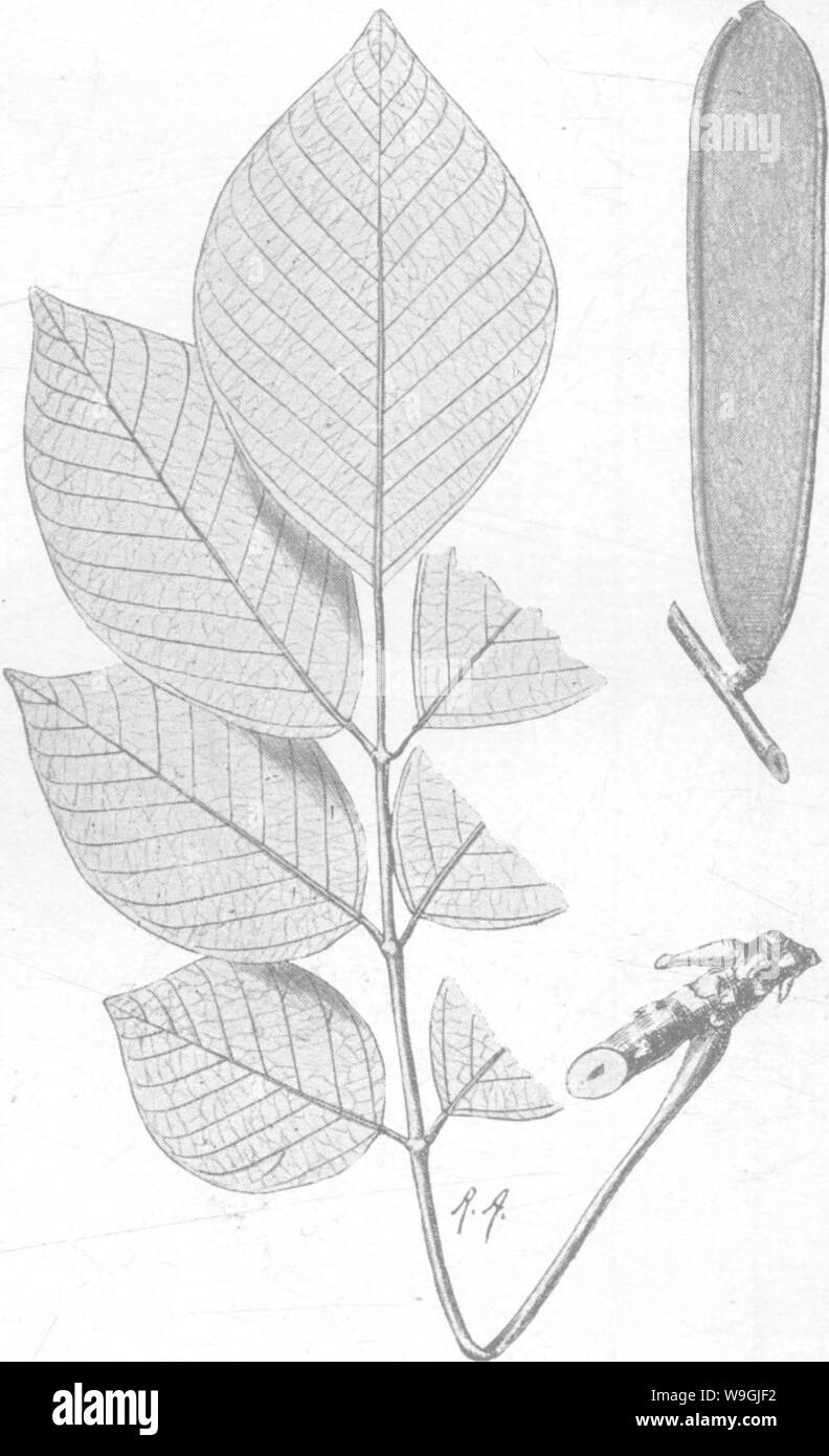 Image d'archive à partir de la page 251 d'arbres indiens un compte Banque D'Images