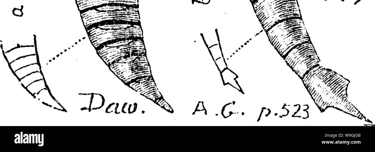 Image d'archive à partir de la page 251 d'un dictionnaire des fossiles Banque D'Images