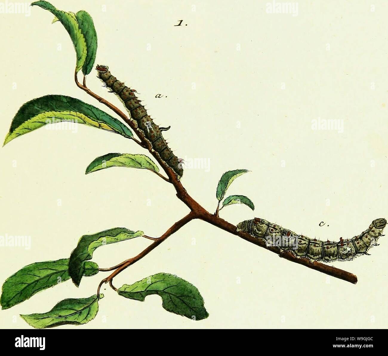 Image d'archive à partir de la page 250 de Geschichte europäischer Schmetterlinge (1806). Geschichte europaÌischer CUbiodiversity Schmetterlinge1742385-9606 Année : 1806 ( Zuzrvcn ioojft c/EJ&, IK &lt;yYoctucc, IE. QJ &mMpeom.e£rc&, H. 2011 o.f. &Lt ; ?. ÃnswiÂ" â ¢ &Lt ; =-â &TCMA&Zana. Banque D'Images