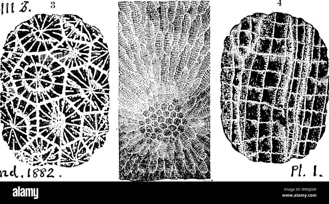 Image d'archive à partir de la page 251 d'un dictionnaire des fossiles Banque D'Images