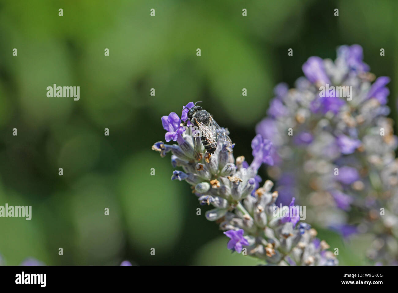 Le noir et blanc à rayures abeilles coupeuses de feuilles semblables à une abeille maçonne un type d'abeille solitaire Megachile chelostoma rapunculi probablement une famille des megachilidae Banque D'Images