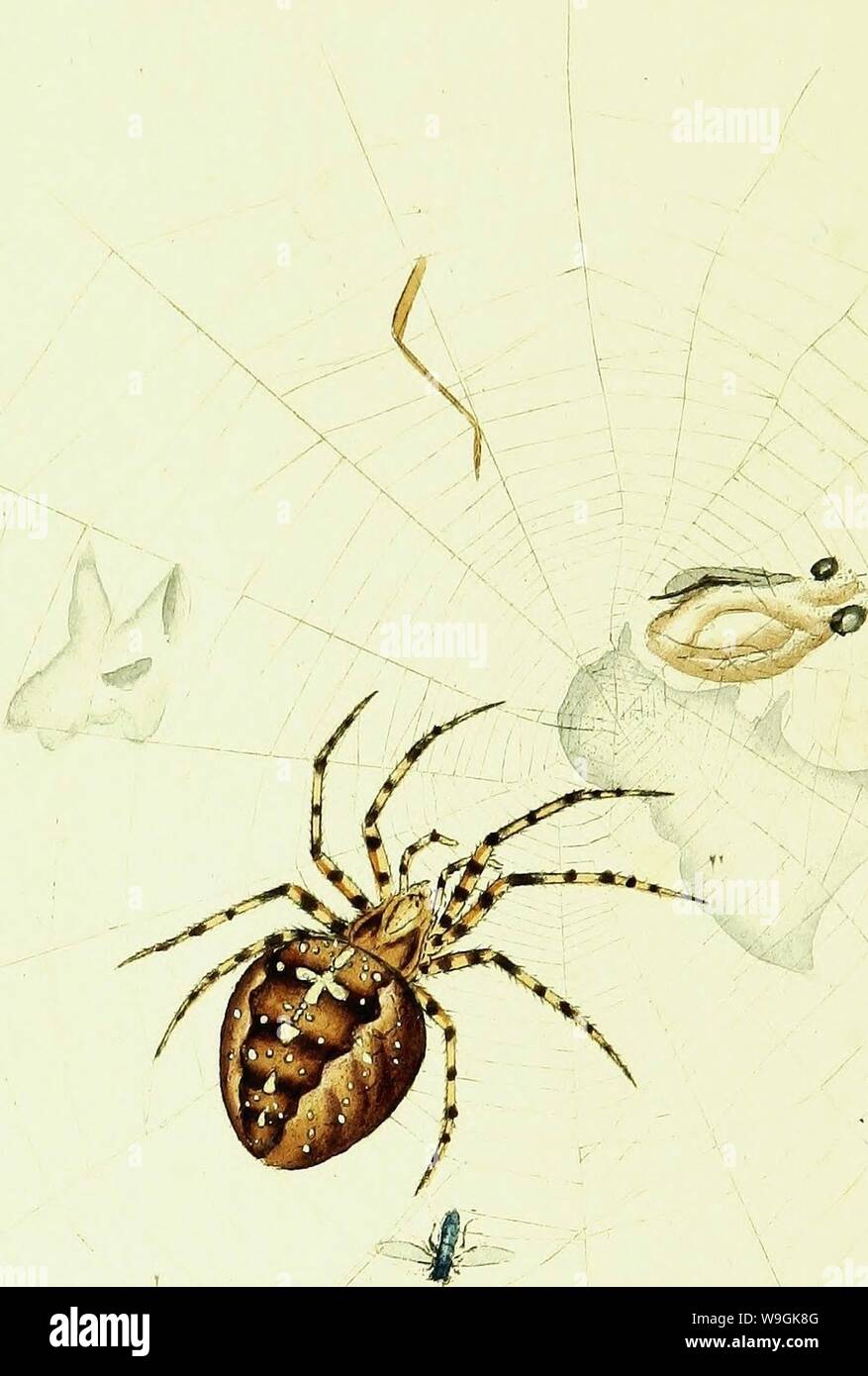 Image d'archive à partir de la page 263 de l'histoire naturelle des Britanniques. L'histoire naturelle des insectes britanniques ; expliquant dans leurs plusieurs membres, avec les périodes de leurs transformations, leur nourriture, l'oeconomie, &c. avec l'histoire de ces minutes insectes comme nécessitant une enquête par le microcsope. L'ensemble illustré par des chiffres de couleur, conçu et exécuté à partir de spécimens vivant CUbiodiversity1123244-9685 Année : 1792 ( Banque D'Images