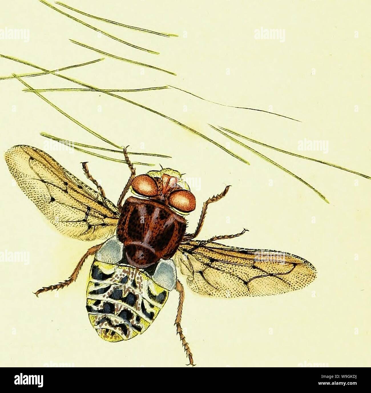 Image d'archive à partir de la page 265 de l'histoire naturelle des Britanniques. L'histoire naturelle des insectes britanniques ; expliquant dans leurs plusieurs membres, avec les périodes de leurs transformations, leur nourriture, l'oeconomie, &c. avec l'histoire de ces minutes insectes comme nécessitant une enquête par le microcsope. L'ensemble illustré par des chiffres de couleur, conçu et exécuté à partir de spécimens vivant CUbiodiversity1123244-9529 Année : 1792 ( Banque D'Images