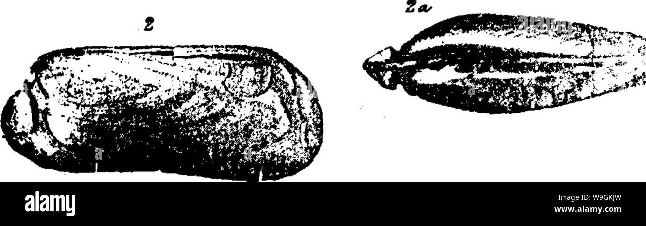 Image d'archive à partir de la page 270 d'un dictionnaire des fossiles Banque D'Images