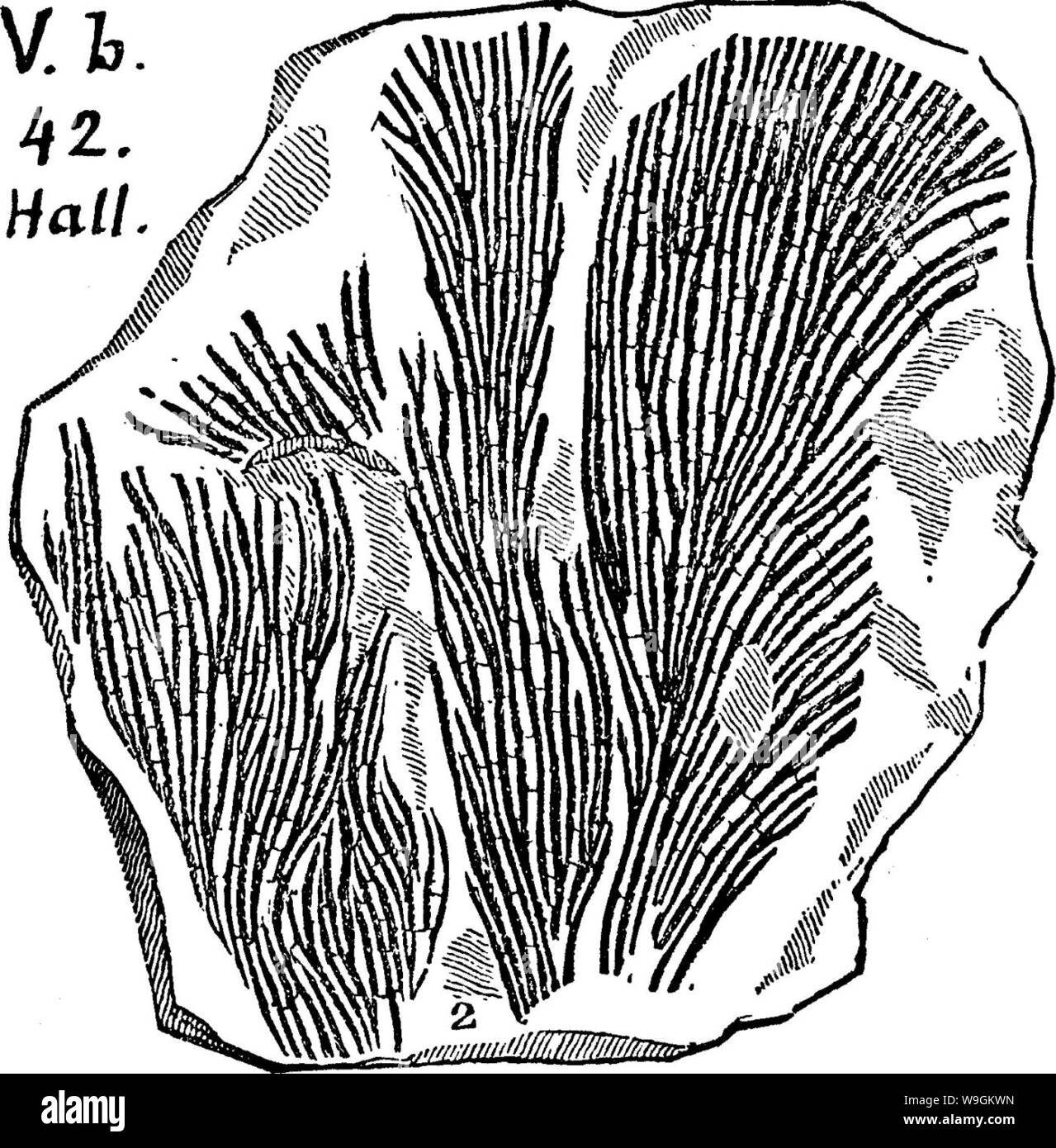 Image d'archive à partir de la page 275 d'un dictionnaire des fossiles Banque D'Images
