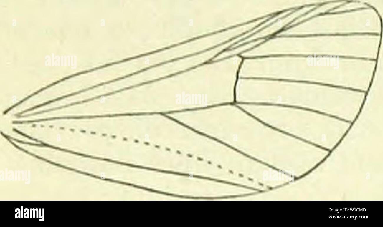 Image d'archive à partir de la page 285 d'un manuel de British lepidoptera. A handbook of British lepidoptera CUbiodiversity1126142 Année : 1895 NOTODONTINA hybebnia ( 276 [la Grande-Bretagne à Caledonian Canal, l'Irlande, commun ; N. et C. Europe, Amérique du Nord ; 10, 11, 2. Larve gris foncé, longi- tudinally-brun pâle marqués ; ligne dorsale, brown, chevrons ; spira- culière jaune lumineux, vaste, interrompu, sur la tête et 4-9 ; 13 : orange-brun sur le chêne, hêtre, aubépine, etc. ; 5, 6. 16. Apochkima, HI. Hairy Face environ. Langue maternelle très courte ou rudimentaire. Antennes en bipectinated $ à apex, ou avec Apex simple. Palpi rugueux - haired. Banque D'Images