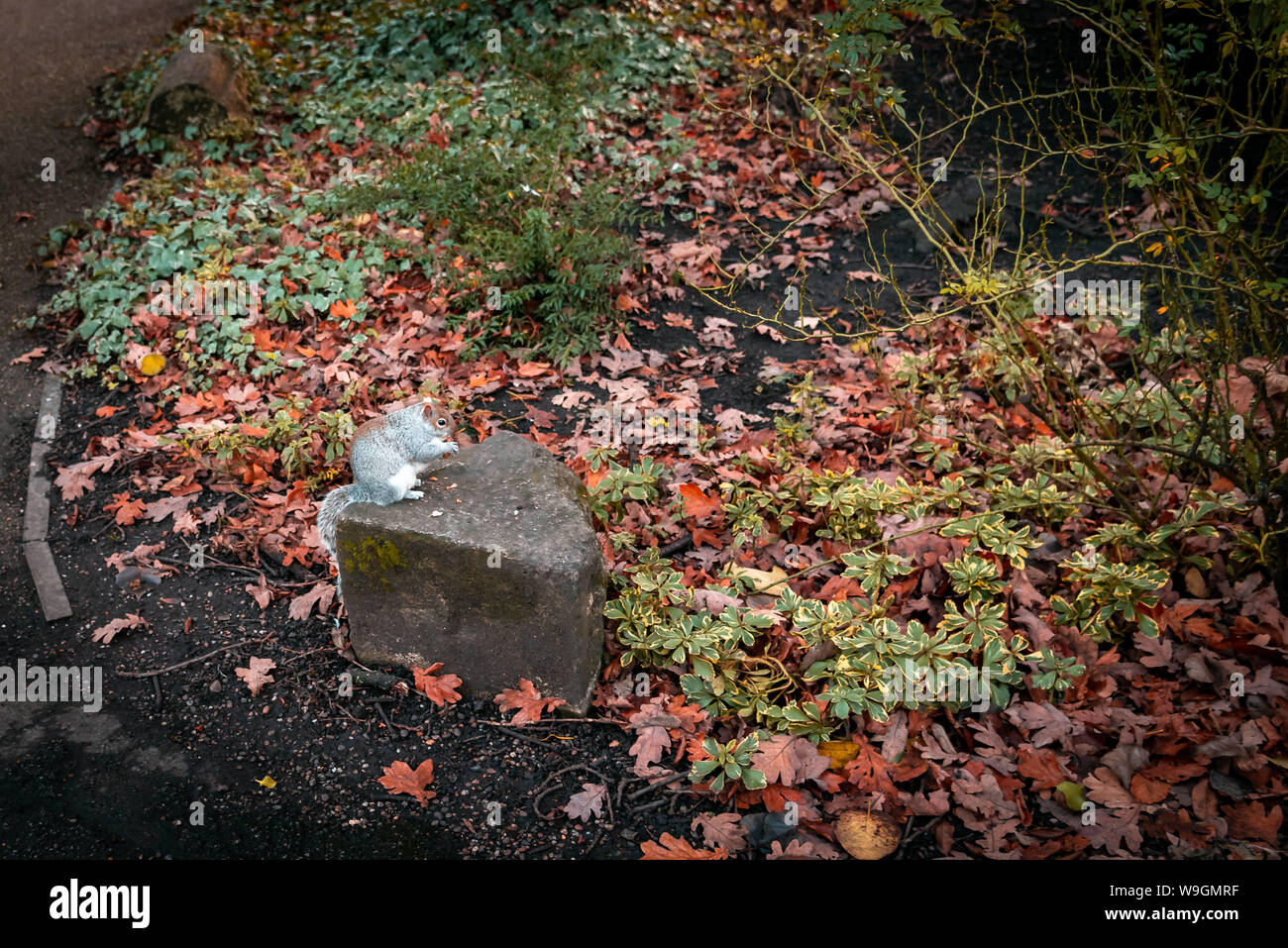 L'alimentation de l'écureuil dans une pierre entourée d'espaces verts et sécher les feuilles d'automne Banque D'Images