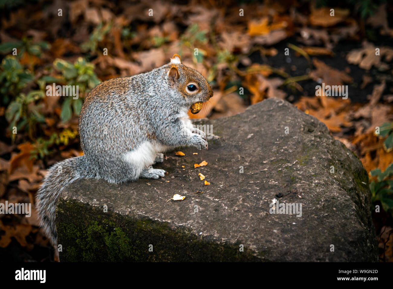 L'alimentation de l'écureuil dans une pierre entourée d'espaces verts et sécher les feuilles d'automne Banque D'Images