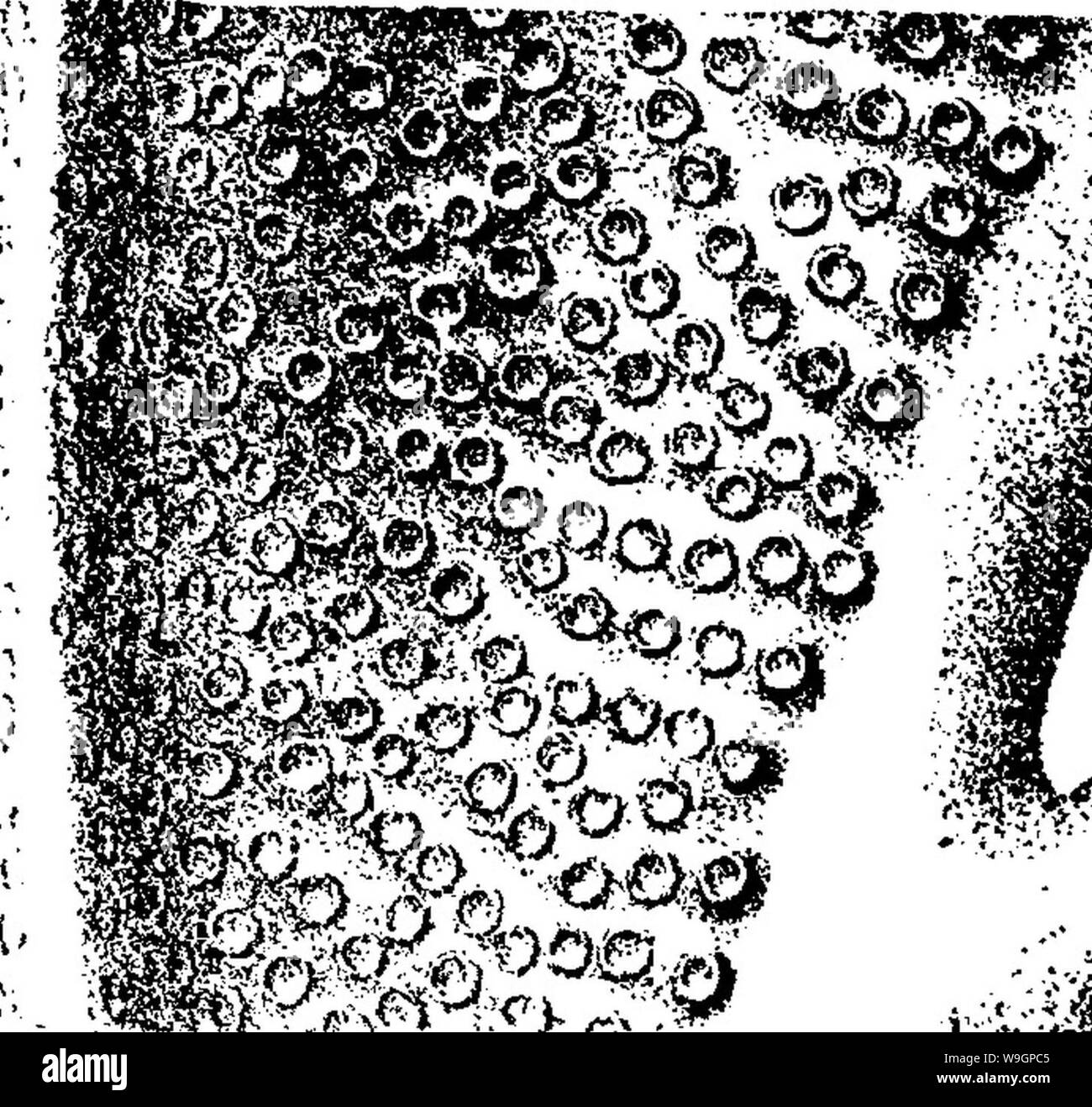 Image d'archive à partir de la page 312 d'un dictionnaire des fossiles Banque D'Images