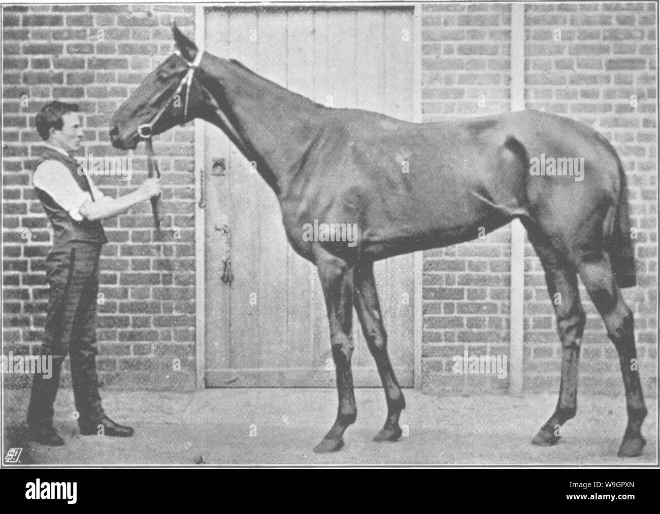 Image d'archive à partir de la page 319 de points du cheval ; un Banque D'Images