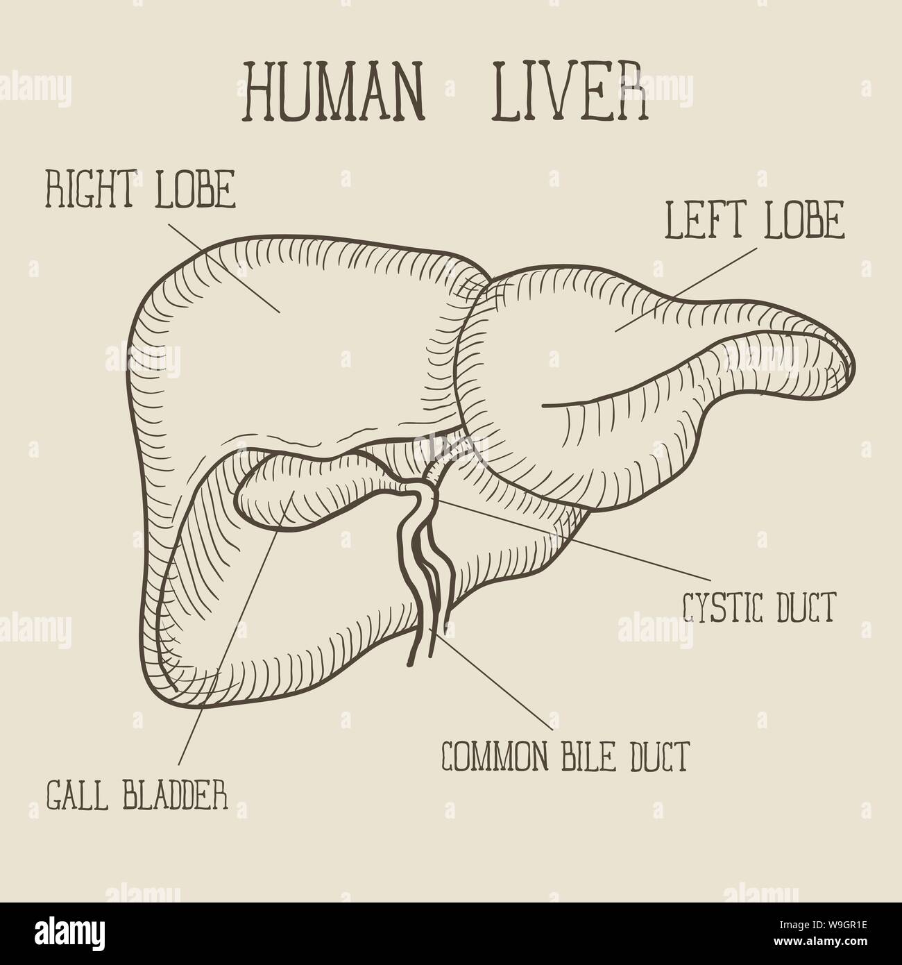 Le foie humain, encre croquis dessinés à la main, style doodle, gravé illustration anatomique. Vector Illustration de Vecteur
