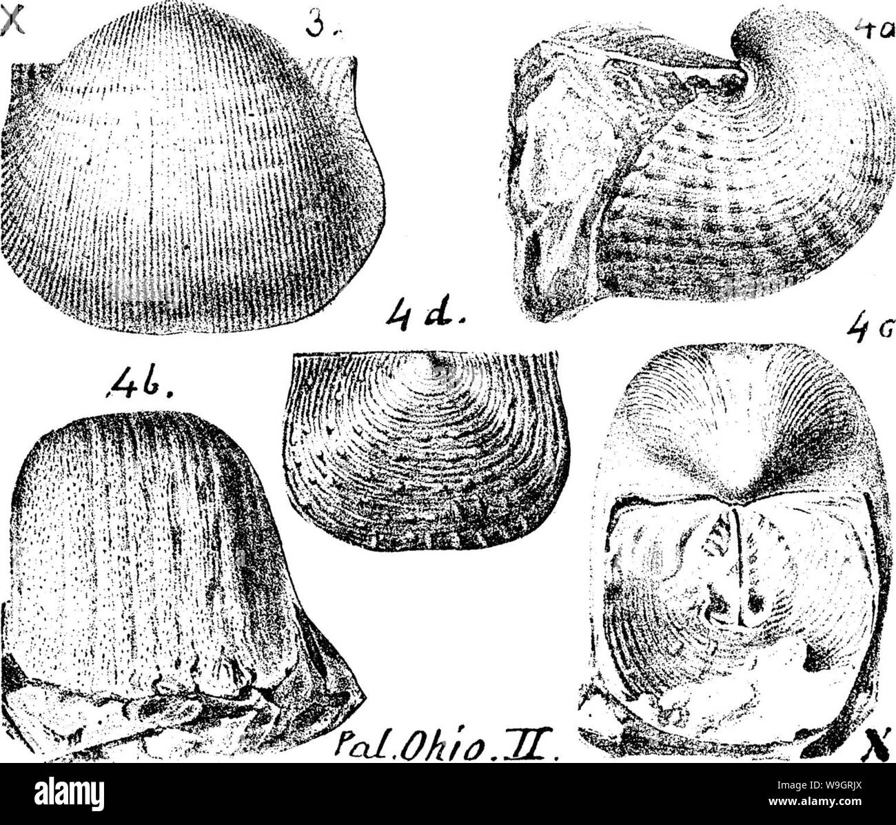 Image d'archive à partir de la page 334 d'un dictionnaire des fossiles Banque D'Images