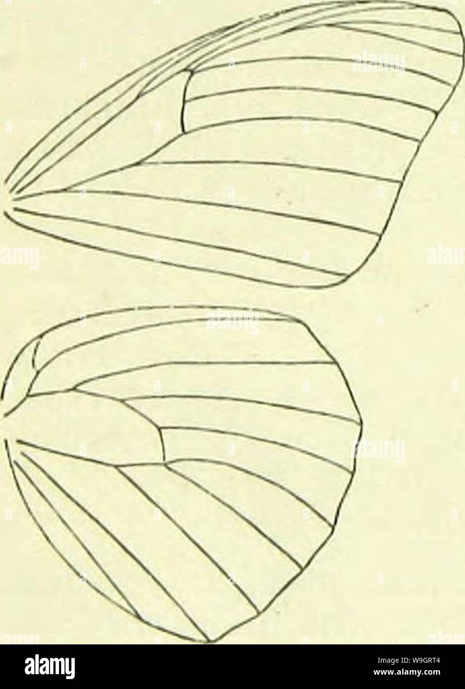 Image d'archive à partir de la page 337 d'un manuel de British lepidoptera. A handbook of British lepidoptera CUbiodiversity1126142 Année : 1895 ( PAPILIONINA amosia [de tentacules. Les deux larve et imago sont protégés par une forte odeur nauséabonde ou le goût, et sont uneatable pour les oiseaux. 1. A., erippus Cr. (Wrchippus Iplexipput, F., L.) 95-102 mm. Des ailes antérieures brun-orangé, avec des stries noirâtres marqué les veines ; une frontière noirâtre tout rond, sur la costa avec quelques points blancs à mi-hauteur, le susten avec une double rangée de taches blanchâtres ; une tache costale noirâtre au-delà de milieu, contenant environ 5 ochreons-ora Banque D'Images