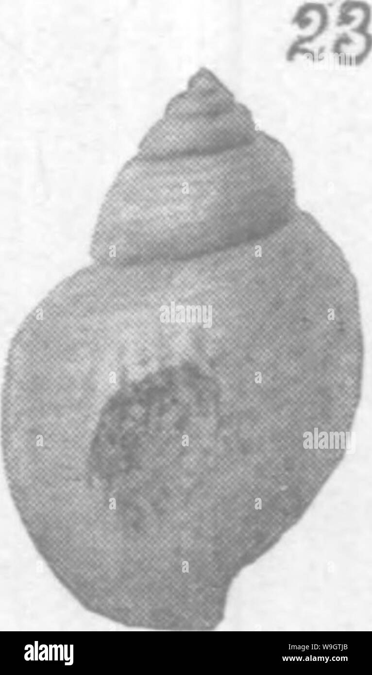 Image d'archive à partir de la page 353 de l'Gasteropoda et des céphalopodes de l' Banque D'Images