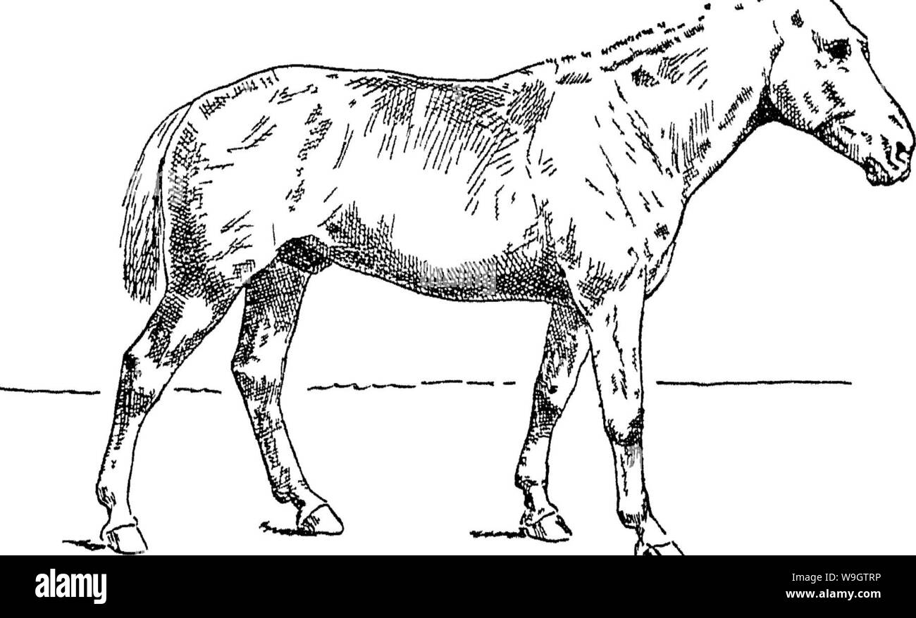 Image d'archive à partir de la page 357 de points du cheval ; un Banque D'Images