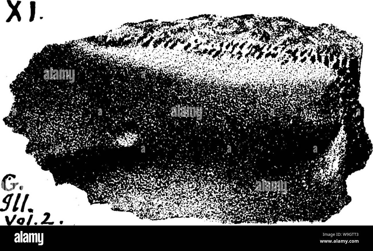 Image d'archive à partir de la page 357 d'un dictionnaire des fossiles Banque D'Images