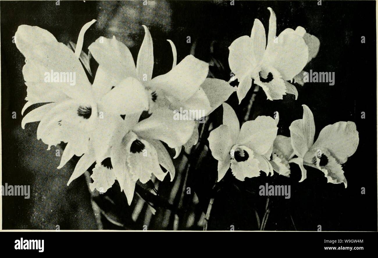 Image d'archive à partir de la page 363 un tableau culturel de orchidaceous. Un tableau culturel d'culturaltableofo coxj orchidaceous plants Année : 194600( DENDROBIUM INFUNDIBULUM. Lhull. Banque D'Images
