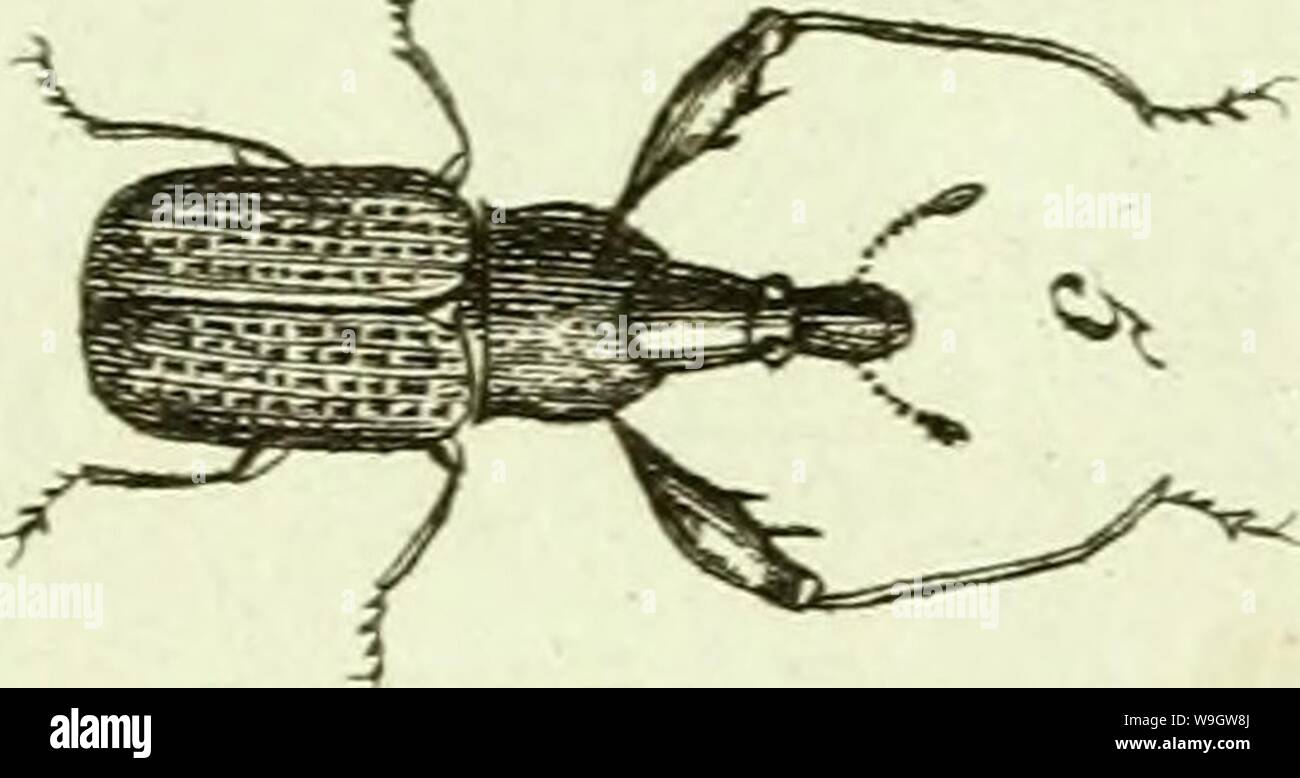 Image d'archive à partir de la page 366 de [Curculionidae] (1800). [Curculionidae] curculionidae03stur Année : 1800 ( K 1 • ' Banque D'Images