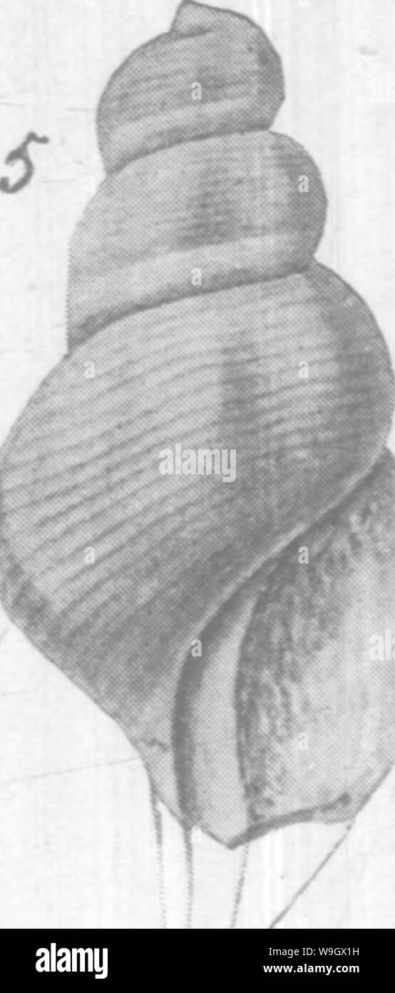 Image d'archive à partir de la page 383 du Gasteropoda et des céphalopodes de l' Banque D'Images