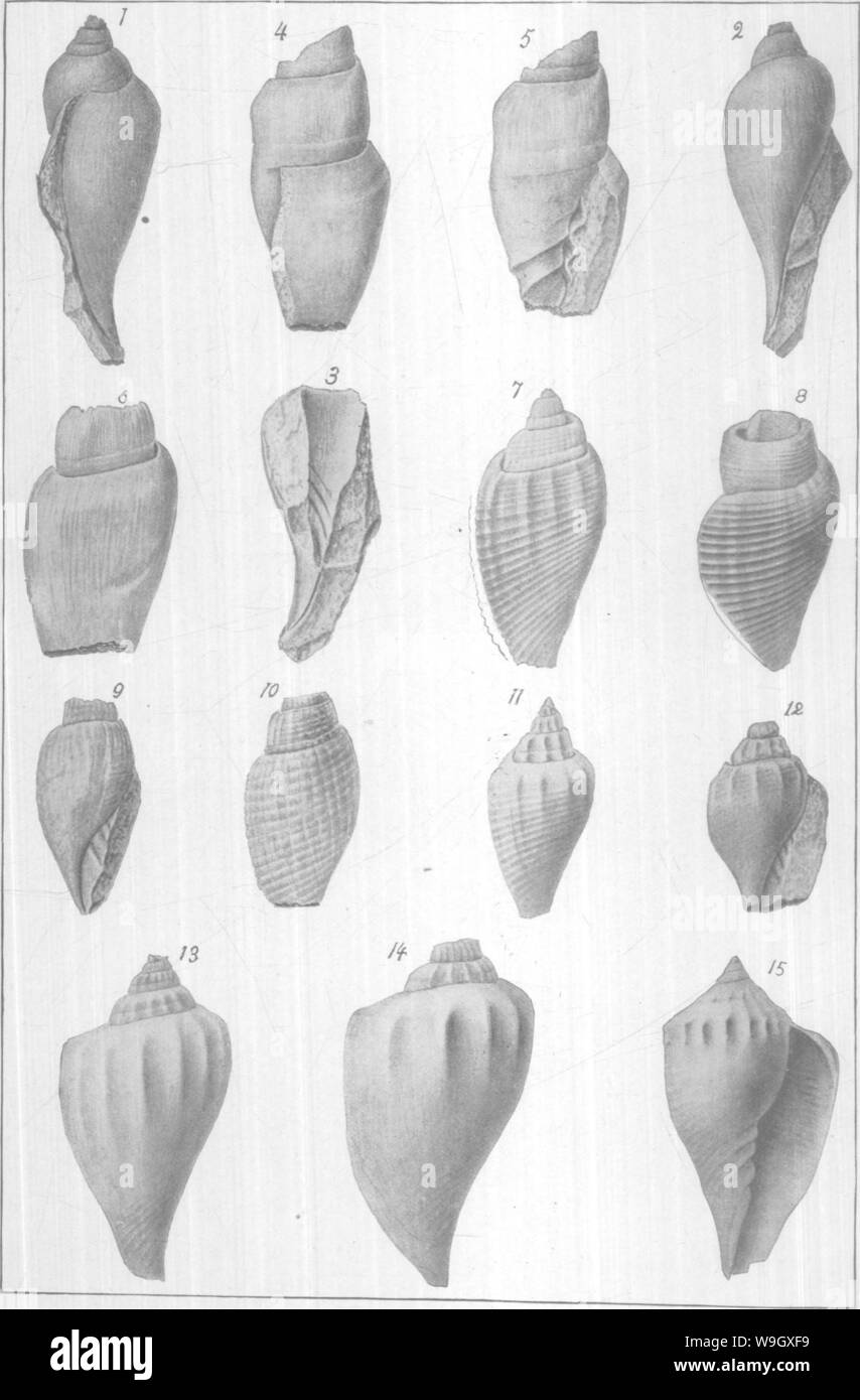 Image d'archive à partir de la page 395 du Gasteropoda et des céphalopodes de l' Banque D'Images