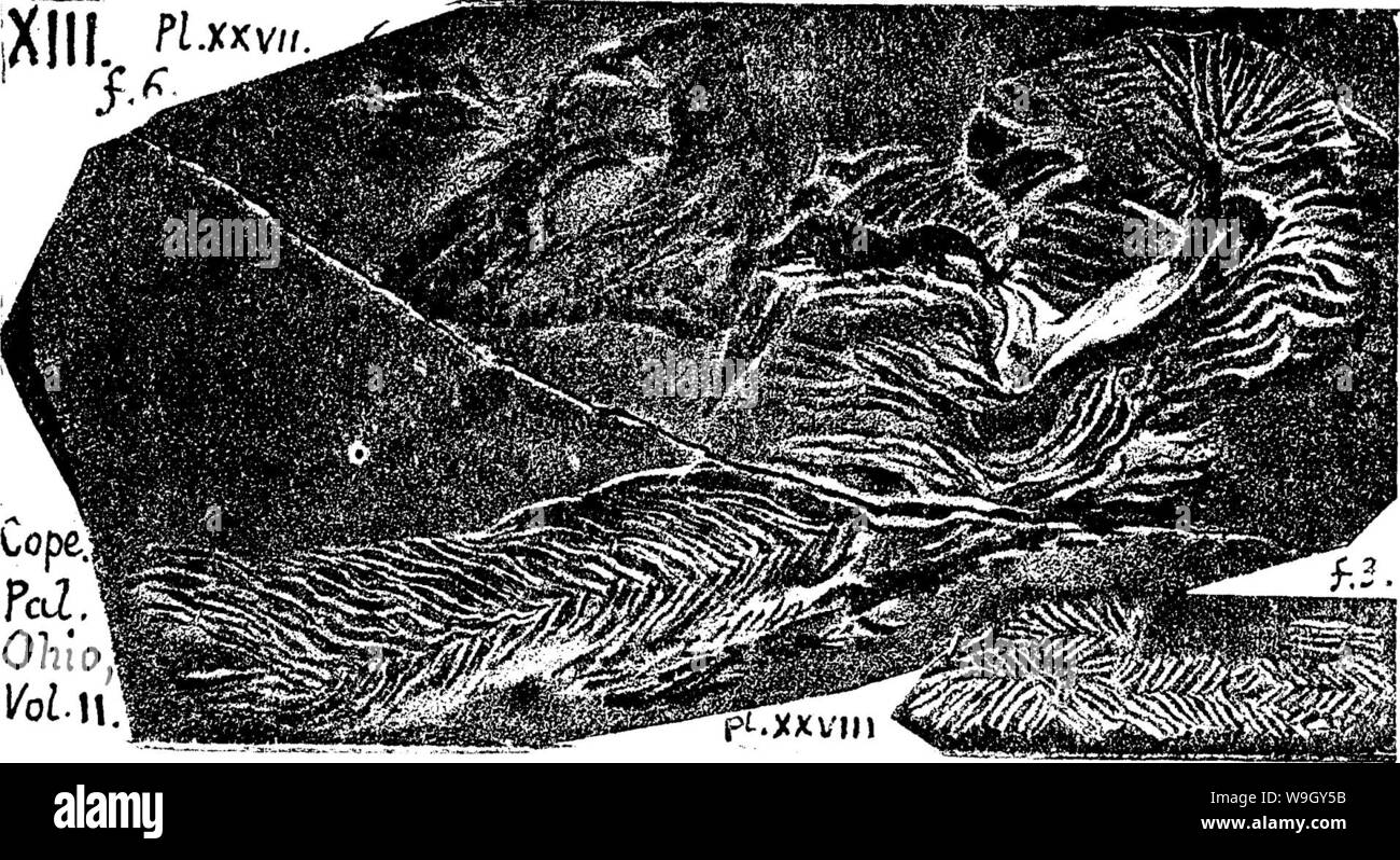 Image d'archive à partir de la page 410 d'un dictionnaire des fossiles Banque D'Images