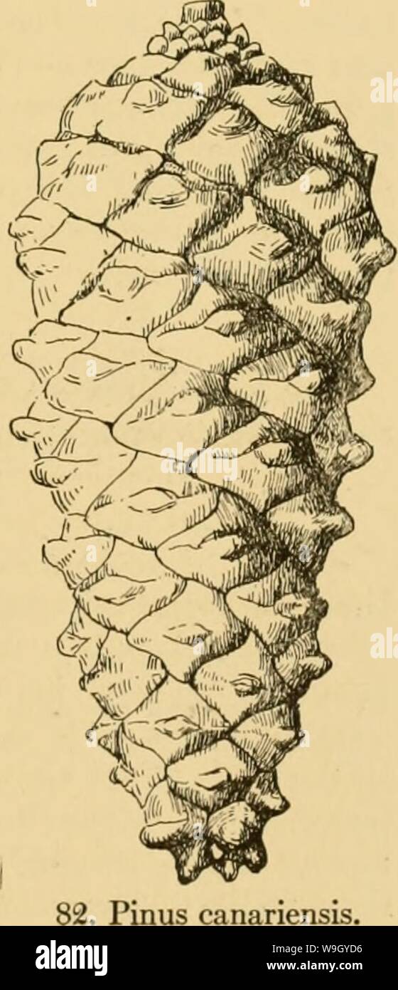 Image d'archive à partir de la page 418 de la surface cultivée à feuilles persistantes ; un manuel Banque D'Images