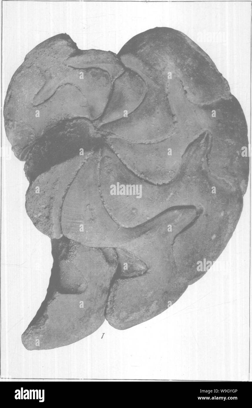 Image d'archive à partir de la page 422 du Gasteropoda et des céphalopodes de l' Banque D'Images