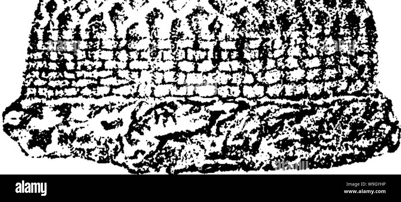 Image d'archive à partir de la page 422 d'un dictionnaire des fossiles Banque D'Images