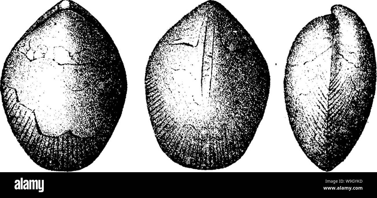 Image d'archive à partir de la page 424 d'un dictionnaire des fossiles Banque D'Images