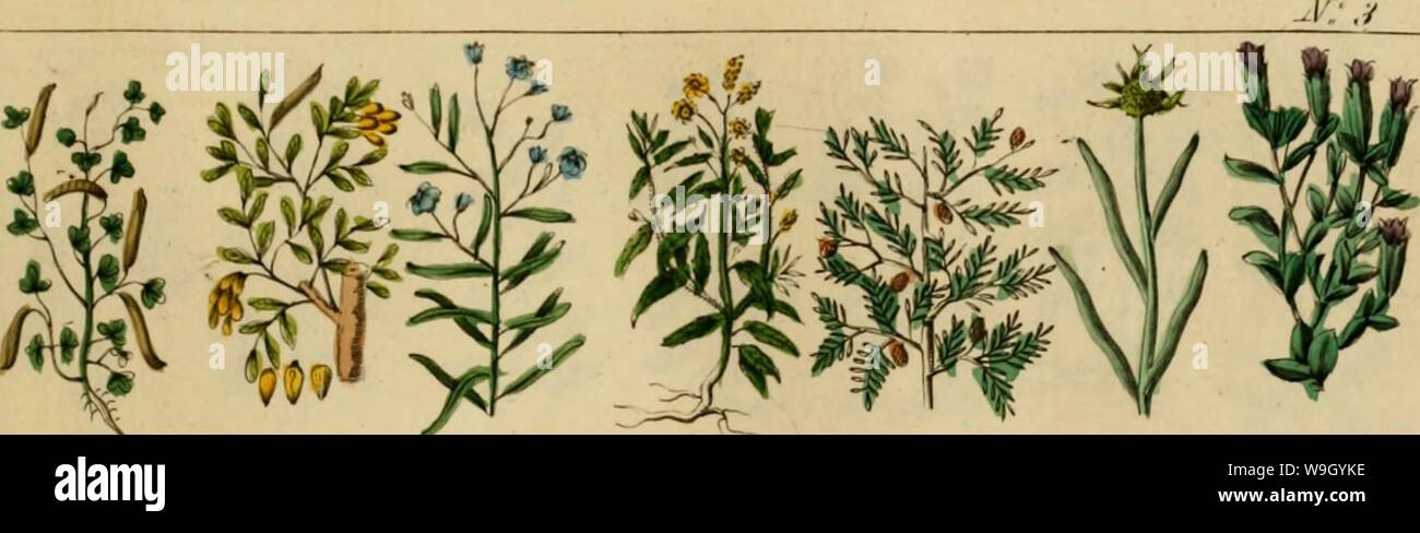 Image d'archive à partir de la page 424 du médecin anglais de Culpepper ; et Banque D'Images