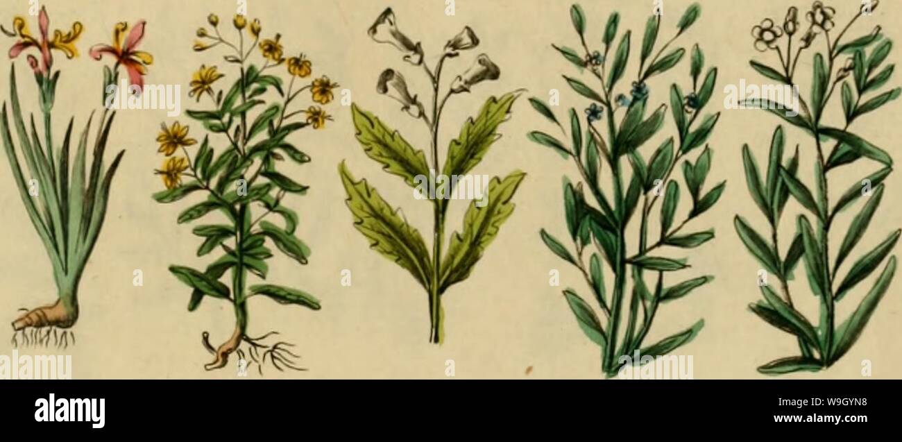 Image d'archive à partir de la page 424 du médecin anglais de Culpepper ; et Banque D'Images