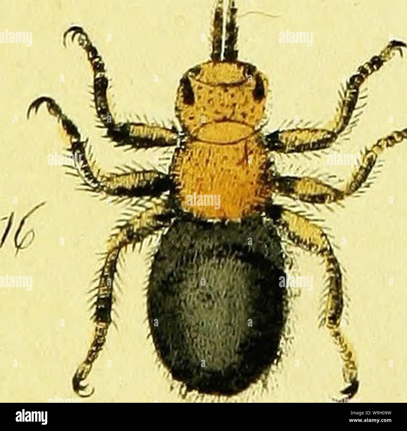 Image d'archive à partir de la page 439 de Systematische Beschreibung der europäischen bekannten. Systematische Beschreibung der bekannten europaÌischen zweifluÌgeligen CUbiodiversity Insekten1125517-9538 Année : 1818 (  A-nee/f&0677 Â" â 9 m et un Banque D'Images