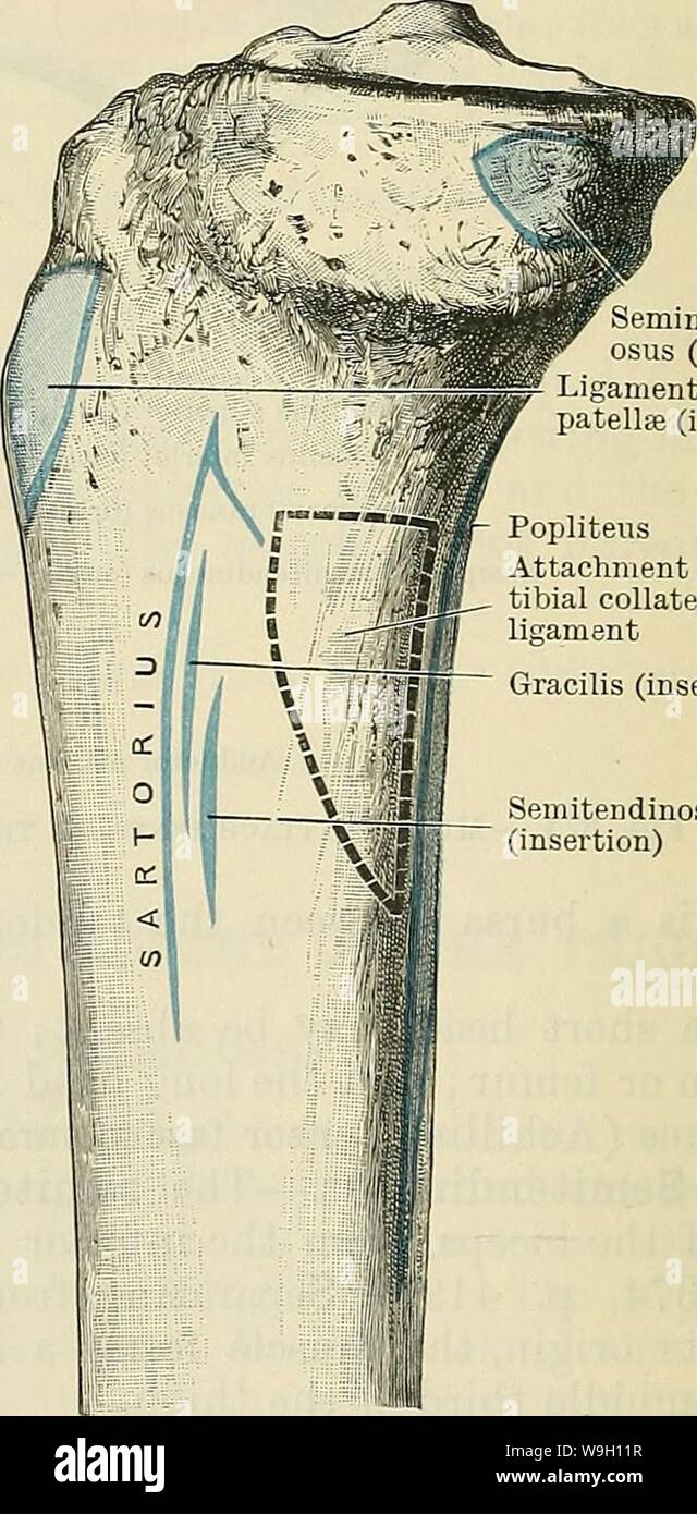 Image d'archive à partir de la page 453 de Cunningham's Text-book d'anatomie (1914). Cunningham's Text-book d'anatomie cunninghamstextb00cunn Année : 1914 ( nerf tibial tendon biceps (avec nerf péronier commun) cnemius Semimembran gastro- plantaire- osus (insertion) Ligamentum rotules (insertion) de l'attachement Popliteus ligament collatéral tibial gracilis (insertion) Semitendinosus (insertion) Fig. 375.-Les Muscles sur la face postérieure de la cuisse droite. Cochon. 376.-Muscle-Attachments à la face interne de la partie proximale du tibia. Huit et latéralement, formes le fascia couvrant les poplite Banque D'Images