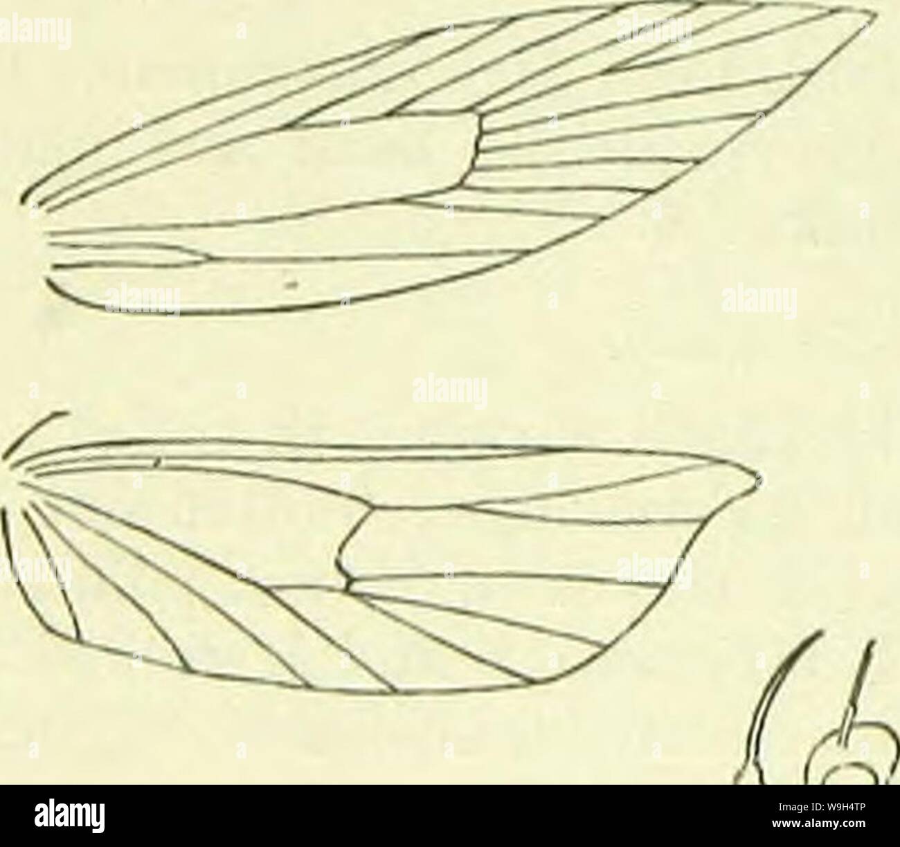 Image d'archive à partir de la page 593 d'un manuel de British lepidoptera. A handbook of British lepidoptera CUbiodiversity1126142 Année : 1895 ( XENOLKCHIA TINEINA stigmata [noir, d'abord bien au-delà de discale plical ; une place similaire dans plical avant obliquement disque, sur une autre fois plutôt au-delà du premier, discale et le troisième près sous deuxième discale. Ailes postérieures considérablement au 1, gris. À Cheshire, Northumberland commun ; la Hollande, l'Allemagne ; 5, 6. Larve rougeâtre terne, incisions segmentaires points verdâtre ; noir ; marron foncé ; tête de plaque 2 noir, crcscentic, traversée : dans les cris de Silken gallery er Banque D'Images