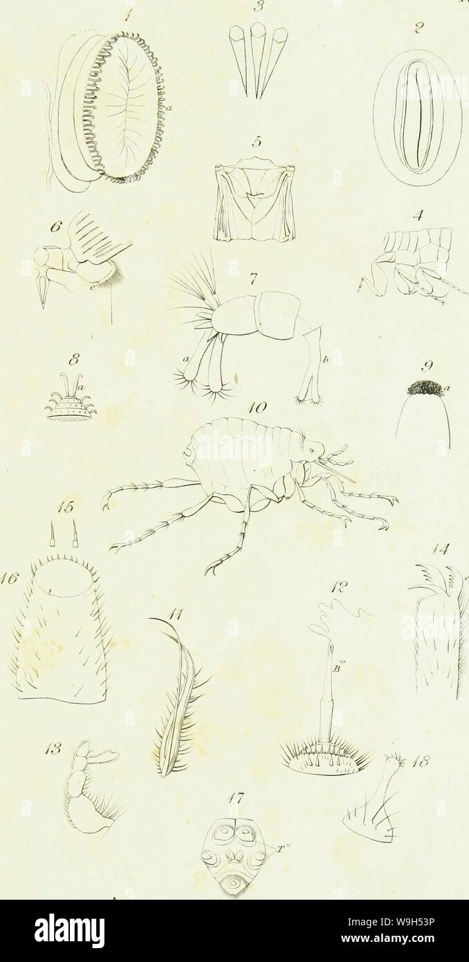 Image d'archive à partir de la page 620 d'une introduction à l'entomologie, ou, Banque D'Images