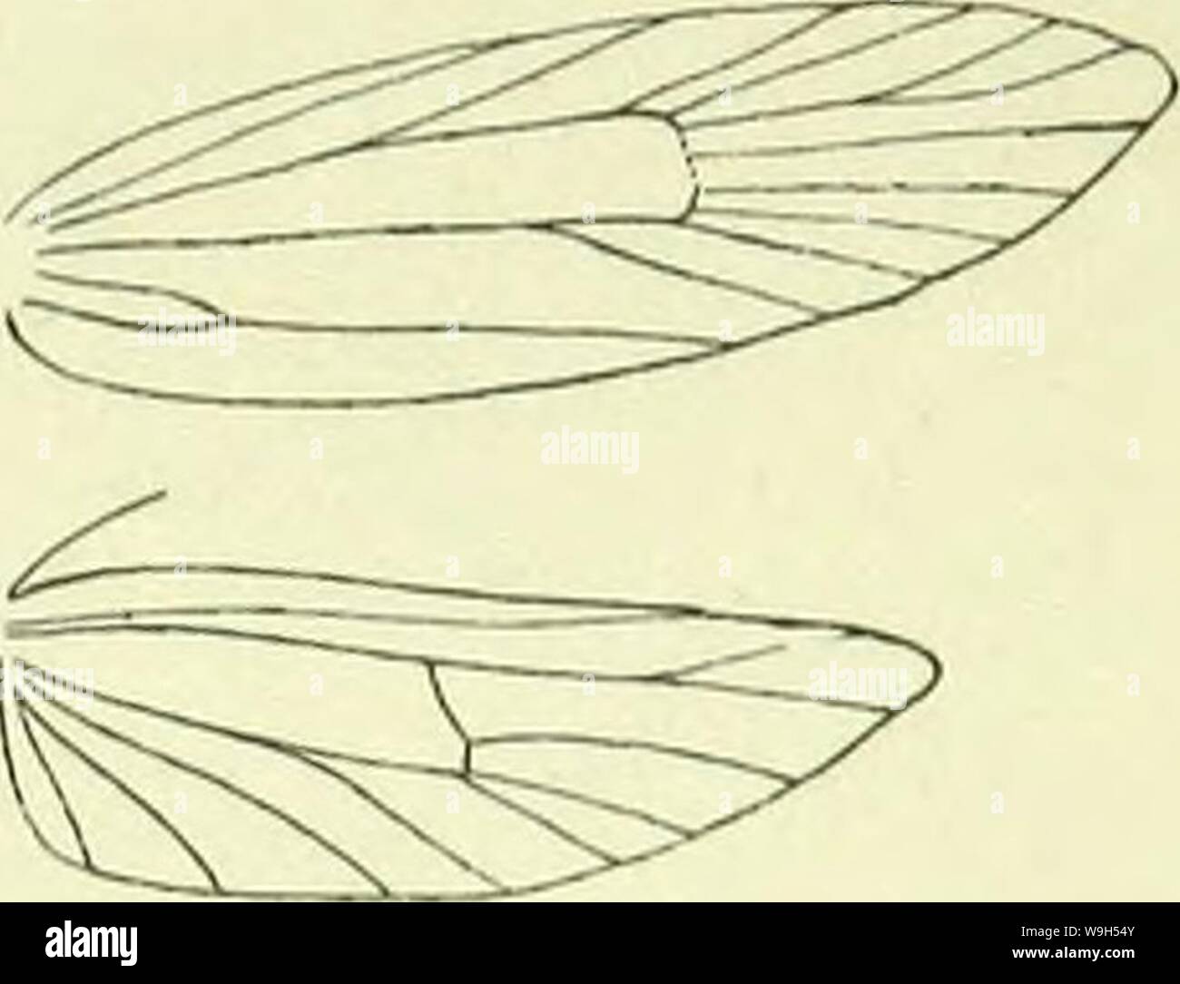 Image d'archive à partir de la page 620 d'un manuel de British lepidoptera. A handbook of British lepidoptera CUbiodiversity1126142 Année : 1895 ( BSMMOOA GELECHIADAE 611] saupoudré de fuscous et noir ; une sombre fuscous mark à la base du costa ; taches sombres indistinctes fuscous sur costa avant et au-delà de milieu ; stigmates noirâtres, premier, près de plical discale avant connecté avec celui-ci, deuxième avec un fuscous confluentes tornal fuscous ; dark spot points terminaux. Ailes postérieures 1, plutôt gris foncé. A eu lieu dernièrement à Londres près des quais, il n'est pas rare, sans doute introduite, mais peut-être que l'établissement lui-même ; Banque D'Images