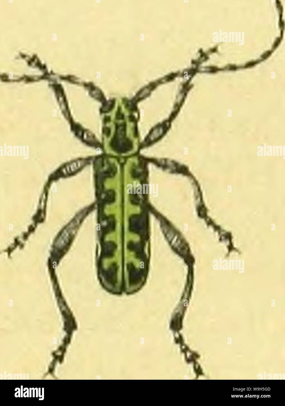Image d'archive à partir de la page 656 du Calwers Käferbuch ; C G Naturgeschichte. Calwers Käferbuch G. C. ; Naturgeschichte der Käfer Europas zum Handgebrauche CUbiodiversity für Sammler1129343 Année : 1883 ( r:. IR/IO. 1- Banque D'Images