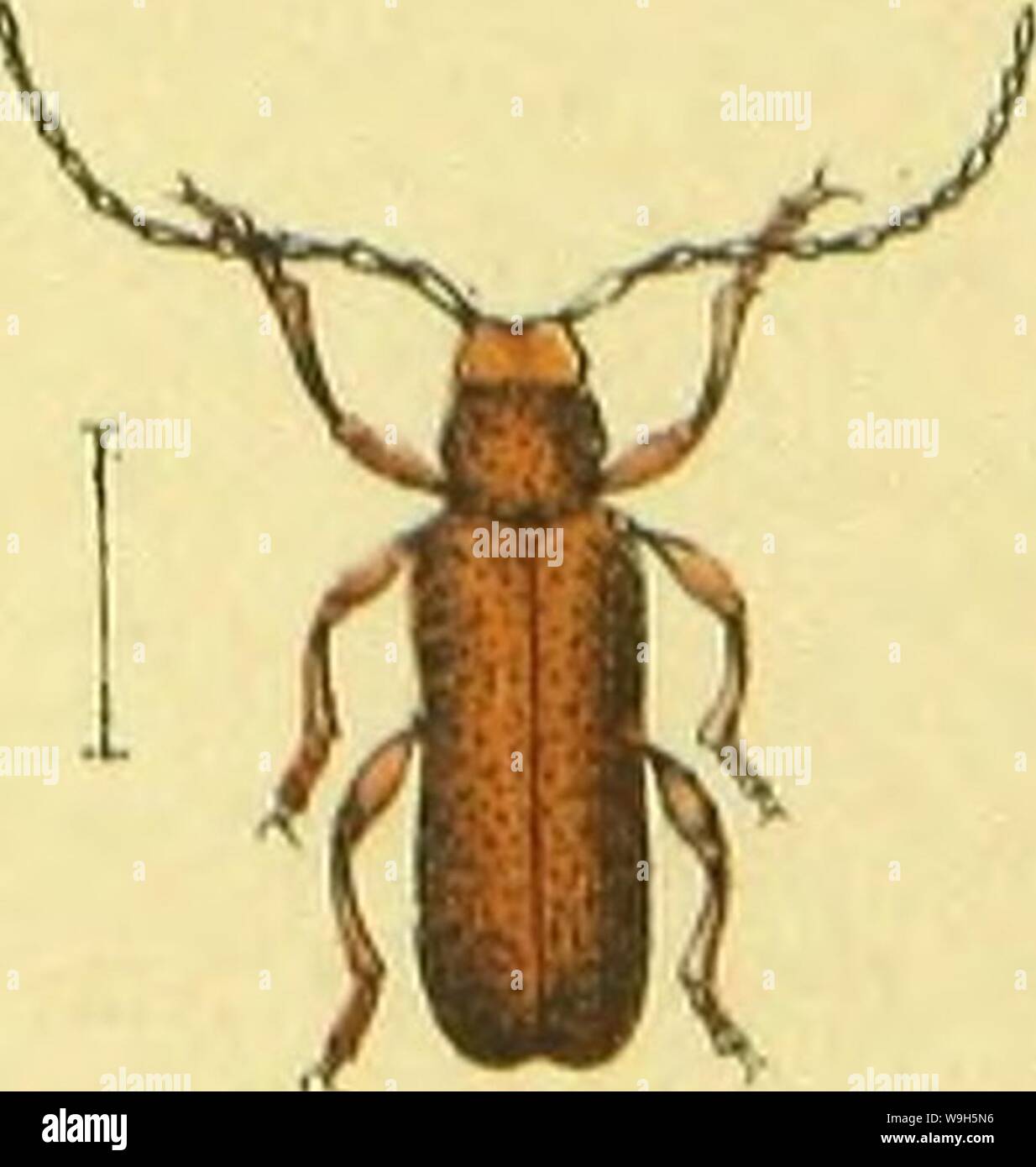 Image d'archive à partir de la page 650 d'Calwers Käferbuch ; C G Naturgeschichte. Calwers Käferbuch G. C. ; Naturgeschichte der Käfer Europas zum Handgebrauche CUbiodiversity für Sammler1129343 Année : 1883 ( Banque D'Images