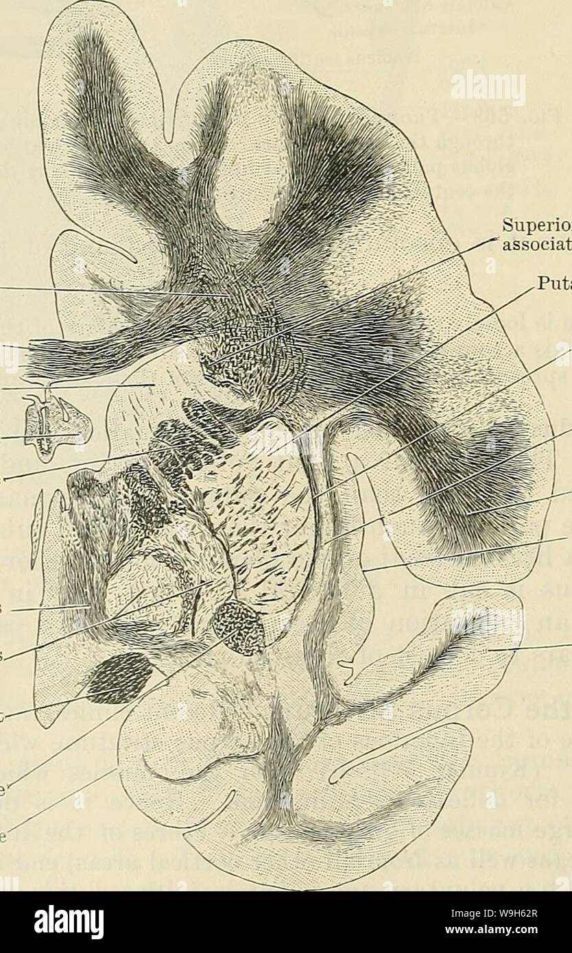 Image d'archive à partir de la page 673 de Cunningham's Text-book d'anatomie (1914). Cunningham's Text-book d'anatomie cunninghamstextb00cunn Année : 1914 ( fissure longitudinale du corps calleux Fornix le noyau caudé Vena terminalis Tela chorioidea ventrieuli tertii Thalamus â â â troisième ventricule plexus choroïde foramen interventriculaire capsule interne '-''Colonne du fornix commissure antérieure â Infundibulum tractus optique chiasma optique nerf optique Substantia perforata pédoncule olfactif antérieur Fig.569 âFrontal Article par le cerveau de façon à couper à travers les trois divisions de l'lentiforra ; noyau Banque D'Images