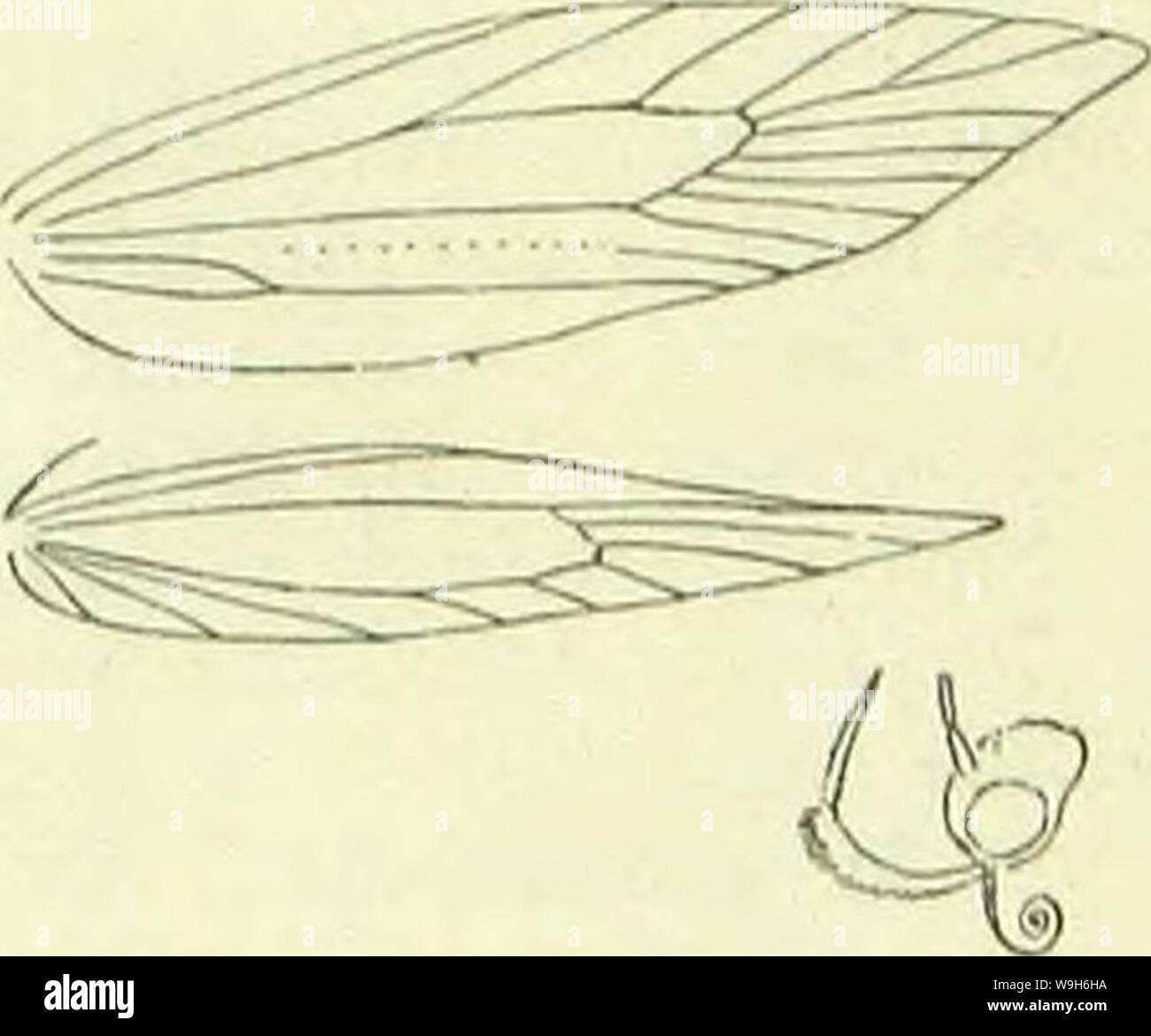 Image d'archive à partir de la page 688 d'un manuel de British lepidoptera. A handbook of British lepidoptera CUbiodiversity1126142 Année : 1895 ( MOMl'HAl KLAC11I.ST1DAK 079 4. 3. raschkiella. . 5. . G. 9. fulvescens. 10. nchraceella. J'J. Stephensi. 7. 1. Métallique de la tête ! " Pas 2 métalliques. Stigmata, distincte de l'argent-métal. termmella , L. " Pas distincts .... 3. 3. Avec Korewings tonms dorsale métallique marque avant. schrankella 2. " Sans cette marque 4. Ailes antérieures ocre ou jaune ocre ou jaune pas " 5. Ailes postérieures gris blanchâtre-jaunâtre » G. blanc ailes antérieures . ,, Fuscous foncé ou gris . 7. Chef whi Banque D'Images