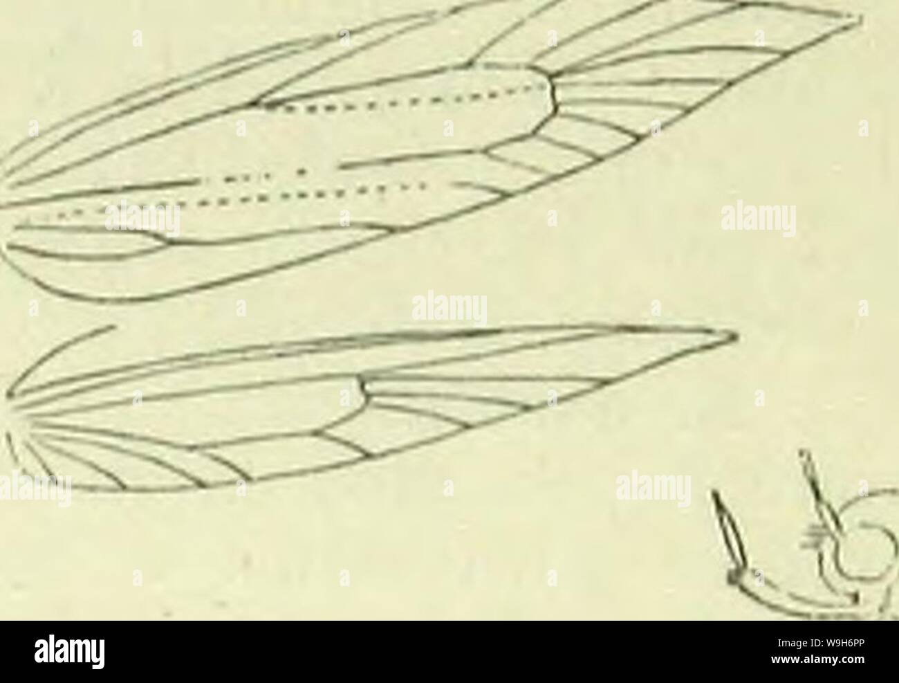 Image d'archive à partir de la page 700 d'un manuel de British lepidoptera. A handbook of British lepidoptera CUbiodiversity1126142 Année : 1895 ( sohmsokenbteinia KLACIIISTIDAK Nnuration] Ejiermen mi chef d'un rophylldla cfcai. Amérique ; 5, 6, 8. Larve de vert pâle ; ligne dorsale plus foncée ; tête et la plaque de 2 vert : sous les feuilles des Jiubvs â ¢ 7, 9. 25. Epbkmehia, llli. Antennes Â£, dans J cilié uniformément. Palpi labial long, re- courbé, épaissi avec des balances, joint terminal environ la moitié de la deuxième, plutôt obtuse. Tibias postérieurs aux cheveux rugueux. Forcwings avec un ou plusieurs échelle dorsale- dents : lb, 7 furcate Banque D'Images