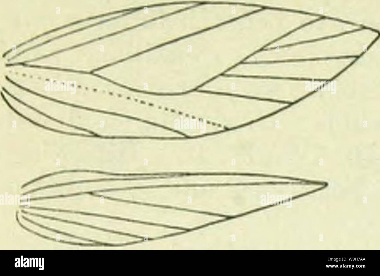 Image d'archive à partir de la page 737 d'un manuel de British lepidoptera. A handbook of British lepidoptera CUbiodiversity1126142 Année : 1895 ( TINEINA SOOLIAUI Nouration [.Une Smlinula mamUella de quadr. sur 8, 9 absents. Ailes postérieures plus de £, lancéolées, cilia 2£ ; cell ouvert entre 2 et 6, 3-5 absent. Seul celui de l'espèce est connue ; elle doit l'approche étroite forme ancestrale commune des deux genres. Son origine est obscure, mais peut probablement être renvoyé à une forme très précoce de la famille, alliés à la teigne et à préserver une grande partie de la structure ancestrale. Imago avec forcwings lancéolées. 1. Banque D'Images