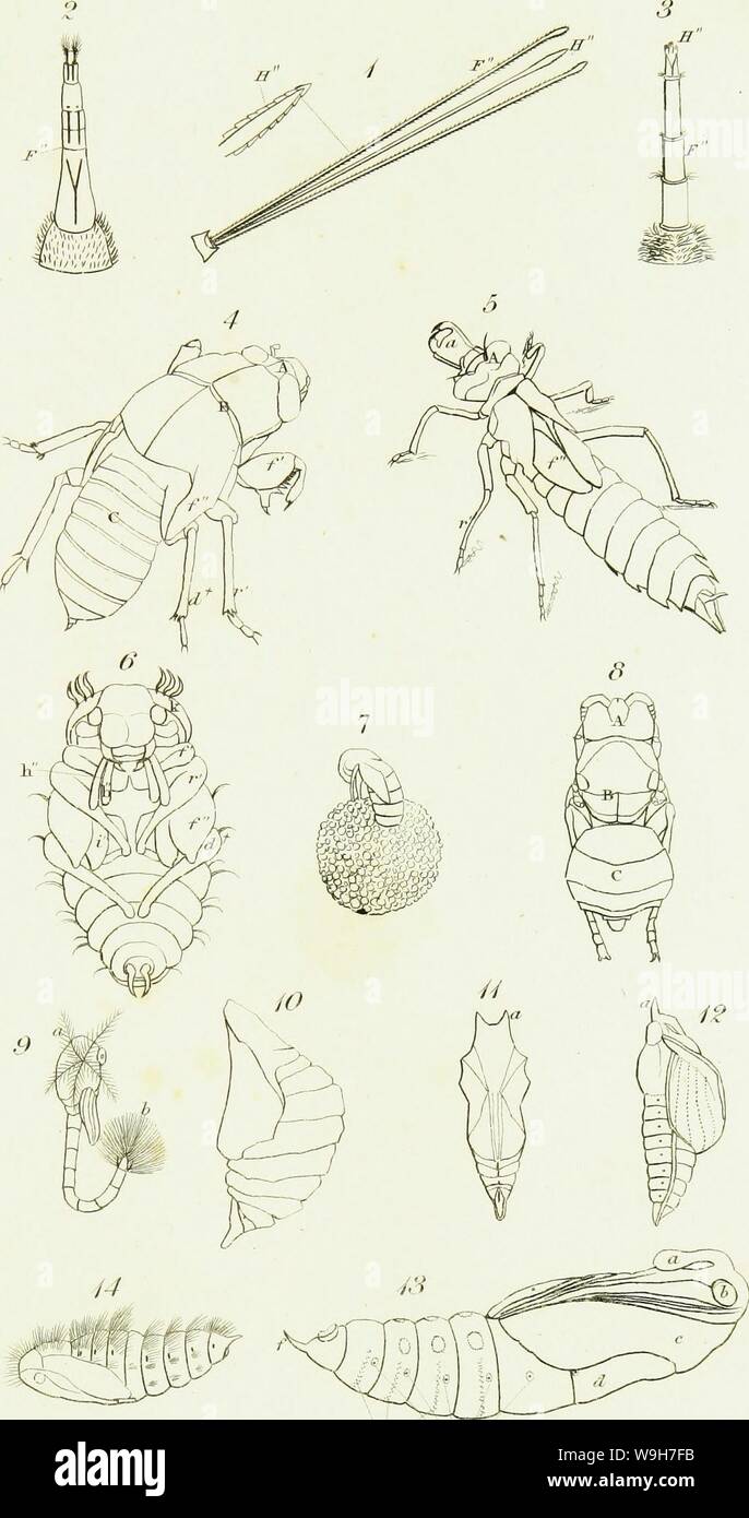 Image d'archive à partir de la page 768 d'une introduction à l'entomologie, ou, Banque D'Images